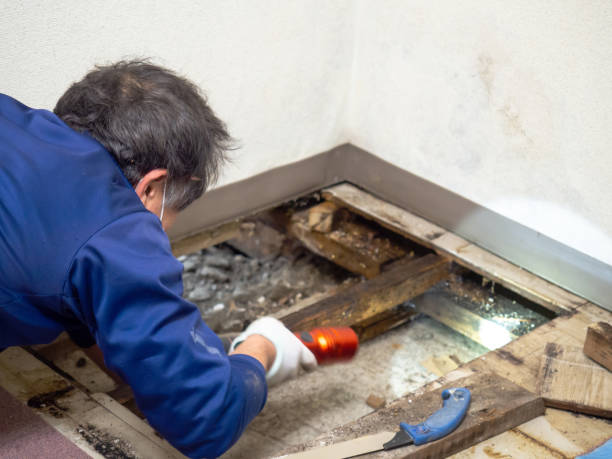 Best Post-Remediation Services in Grand Meadow, MN