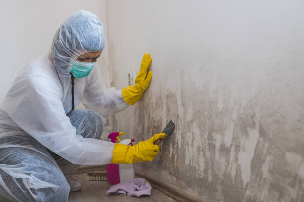 Best Post-Flood Mold Remediation in Grand Meadow, MN
